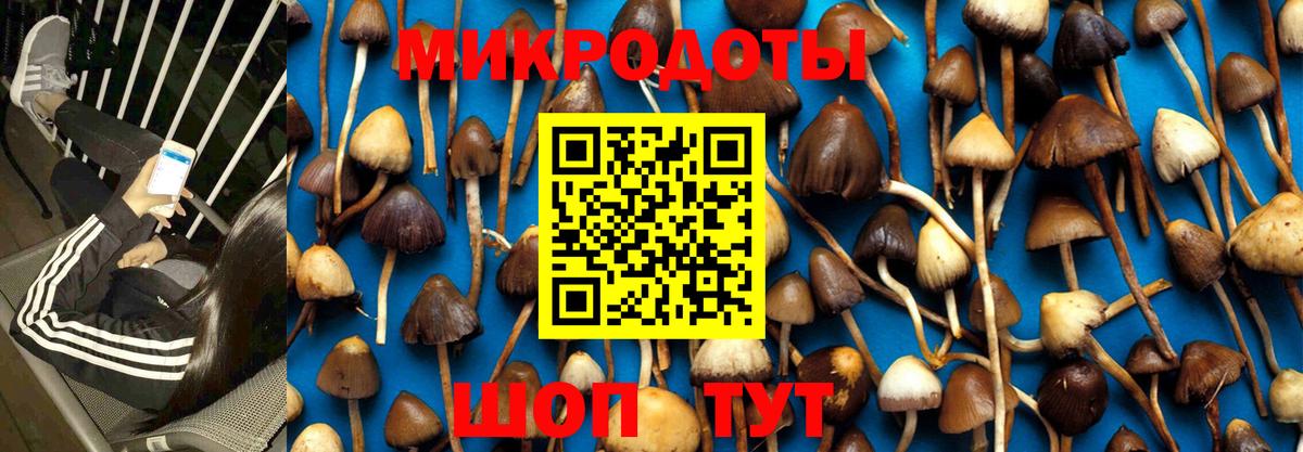 Галлюциногенные грибы Psilocybe Вышний Волочёк